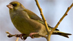 Greenfinch