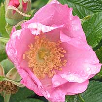 Rosa rugosa