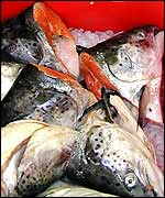 Fishheads