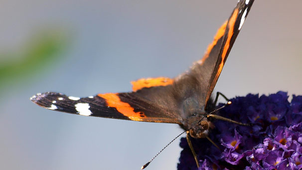 A close up photo of an Admiral Butterfly