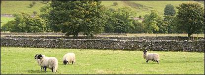 Sheep in a field