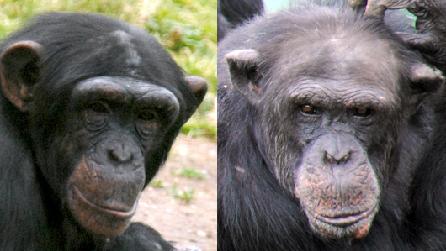 Chimps at Colwyn Bay Zoo