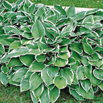 Hosta 'Francee'