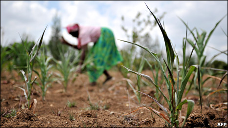 Kenyan farmer struggles to produce a crop of maize