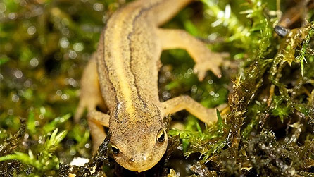 Smooth newt by Jeff Cohen.
