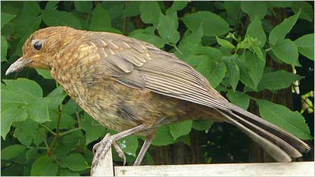 Juvenile blackbird c/o Annabelle Tipper