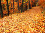 fallen leaves