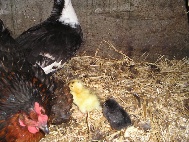 new arrivals a chick and ducklings