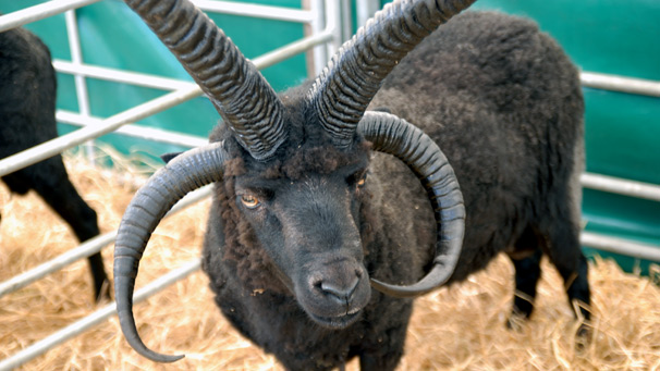 G. M. & S.J. Johnston display a fine Hebridean.