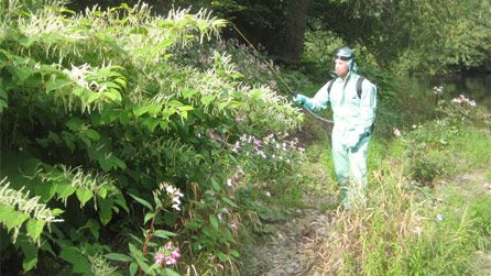 Spraying invasive plant species. Image by Rivers Trusts of North East Wales