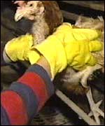 Jane lifting a chicken out of its cage