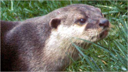 Otter