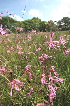 Grassland habitat - Rush pasture. © Peter Burgess / Devon Wildlife Trust.