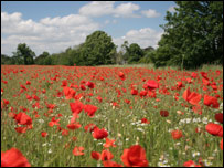 A poppy field (Photo: Scott Jeggo)