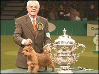 Coco - Photo copyright Crufts