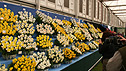 Daffodil stand in the Great Pavilion