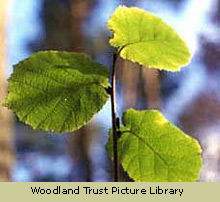 Hazel Leaves - Woodland Trust Picture Library