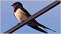 Swallow c/o rspb Chris Gomersall