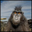 Stefano Unterthiner/ – Wildlife Photographer of the Year is owned by the Natural History Museum and BBC Wildlife Magazine 