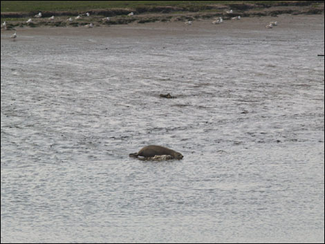Seals at Seal Sands
