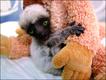 Foto do livro ZooBorns, de Andrew Bleiman e Chris Eastland, publicado por Constable & Robinson