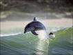Imagem do fotógrafo Greg Huglin mostra golfinhos surfando na África do Sul