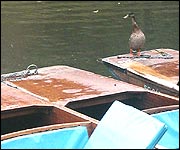 A duck sat on a punt