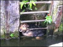 落水狗