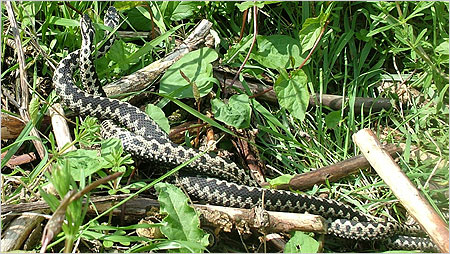 "Dancing Adders" c/o Will Atkins, LEHART