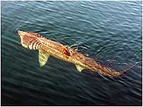Basking Shark c/o HWDT/Rob Pickering)