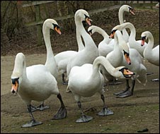 10swans.jpg
