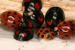 Harlequin ladybirds