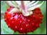 Alpine strawberry