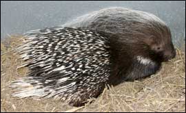 Porcupine