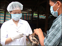 Tiêm vacxin cho gia cầm