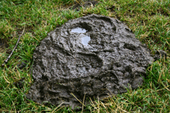 A cowpat