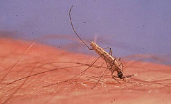 Anopheles gambiae (African malaria) mosquito