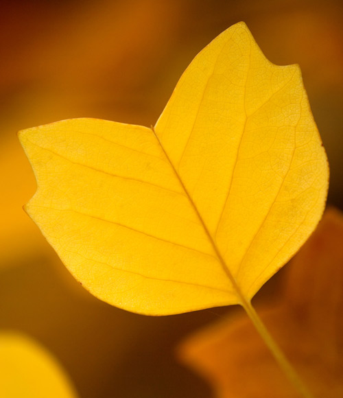 This autumn leaf is set off by the out of focus background of other leaves on the tree 