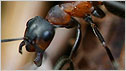 Wood Ants