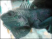Iguana verde