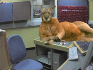 Kangaroo in the studio
