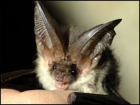 A rescued Brown Long Eared Bat