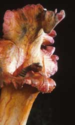 Invasion of the 10 foot orchids.