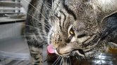 Thirsty Kitty...
