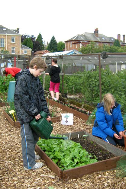 A busy allotment