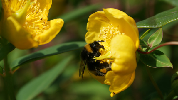 Pete Campbell from Inverness starts this gallery with a shot of a bumble bee collecting pollen in his garden. He says, "We scattered lots of wild flower seeds in the spring and the bees are thriving. Everyone with a garden should do the same!"