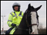 Police Horse