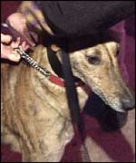 James the Greyhound