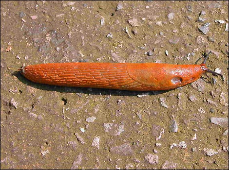 Arion ater (species of slug)