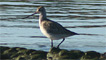 Bar tailed godwit